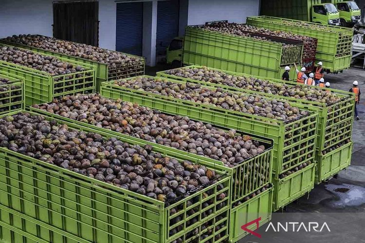 Produksi-olahan-produk-kelapa-di-Halmahera-Utara-182025-ans-2.jpg